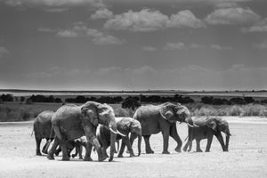 Photograph of an African Elephant family walking across the Masai Mara savannah.