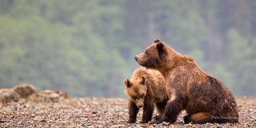 Khutzeymateen Grizzly Sanctuary - A Hidden Gem