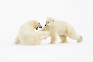 Polar Bears – Waiting For Ice