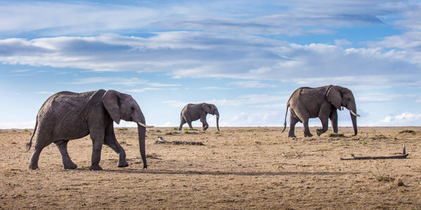 Elephants in Africa