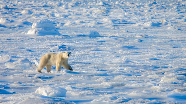 Bear in Canada