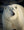 Polar bear portrait standing on frozen tundra with a blurred natural background