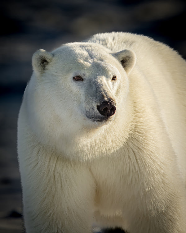 Polar bear portrait standing on frozen tundra with a blurred natural background