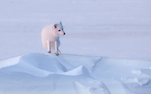 Arctic fox standing on a snow-covered landscape with a light blue sky.