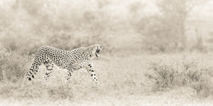 Cheetah walking through a grassy savannah