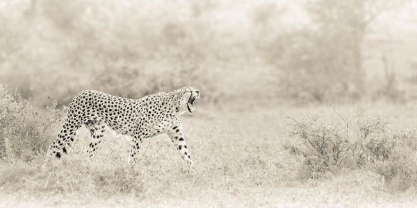 Cheetah walking through a grassy savannah