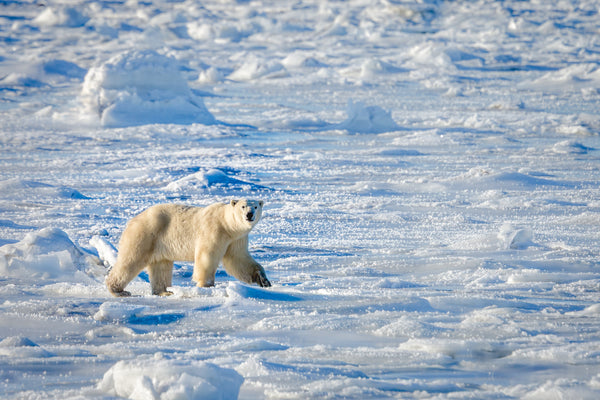 Polar bear walking on a frozen landscape with ice and snow.