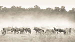Herd of wildebeests in a misty savanna landscape