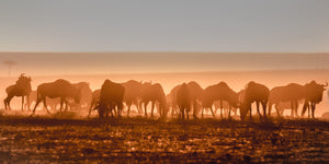 Silhouette of a herd of wildebeests at sunset with an orange glow.