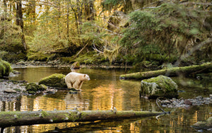 White spirit bear standing in a forest stream with reflections on the water.