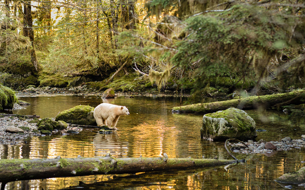 White spirit bear standing in a forest stream with reflections on the water.