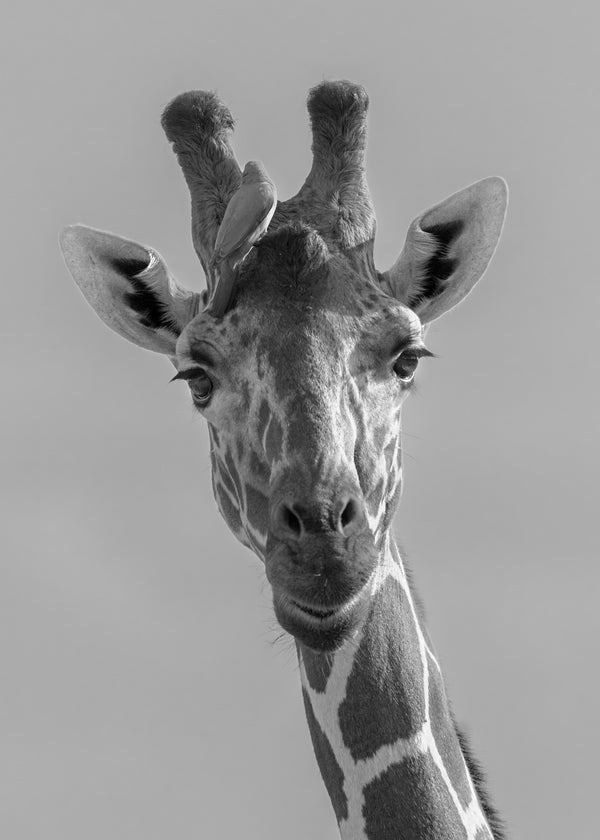 Graceful Beauty