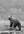 Black and white photo of a bear standing on a rocky outcrop with a blurred forest background