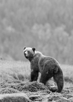 Black and white photo of a bear standing on a rocky outcrop with a blurred forest background