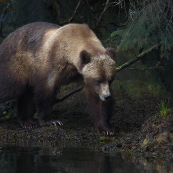 Brown bear walking near water in a forest setting