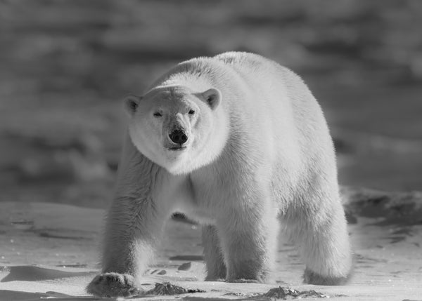 Large polar bear walking on a snowy landscape
