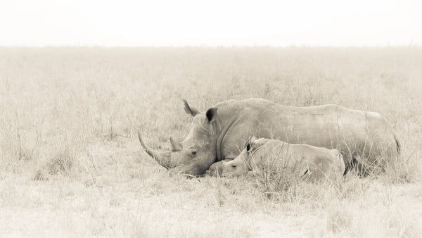 Precious Moment