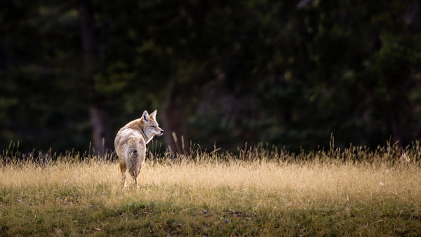 Coyote hunting in a Rocky Mountain meodow highlighted by late afternoon sunshine.