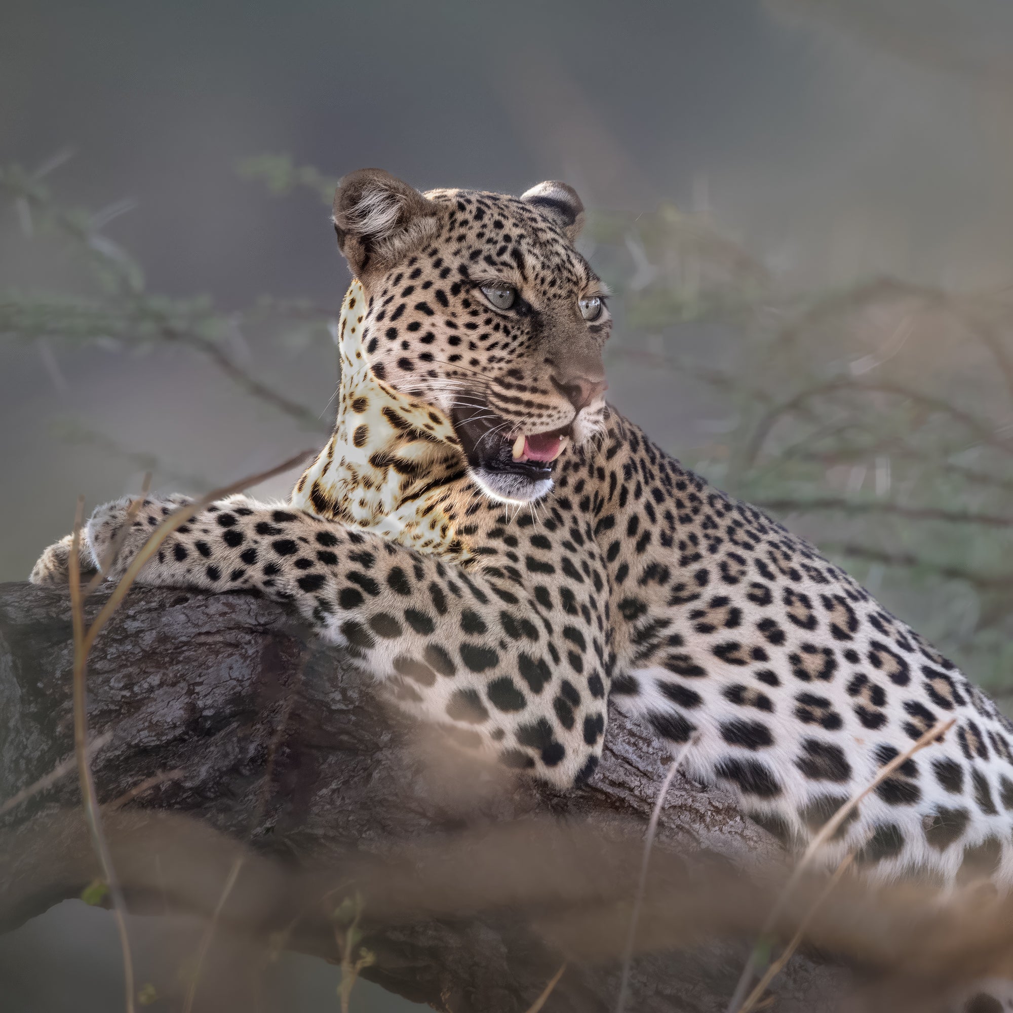 Leopard resting on a branch with a natural background