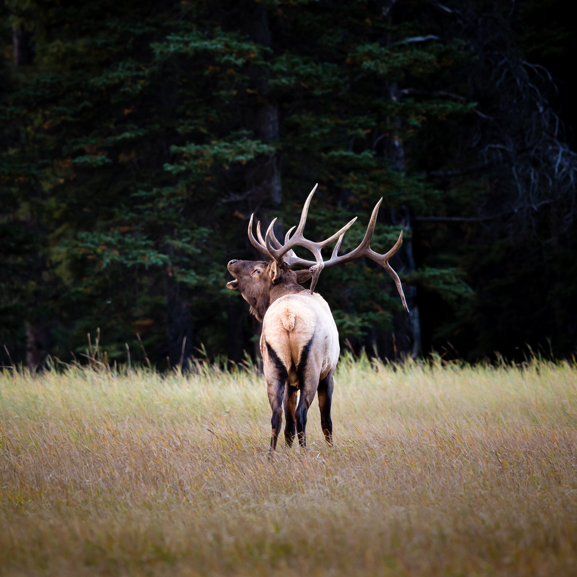 Elk with large antlers standing in a grassy field with trees in the background