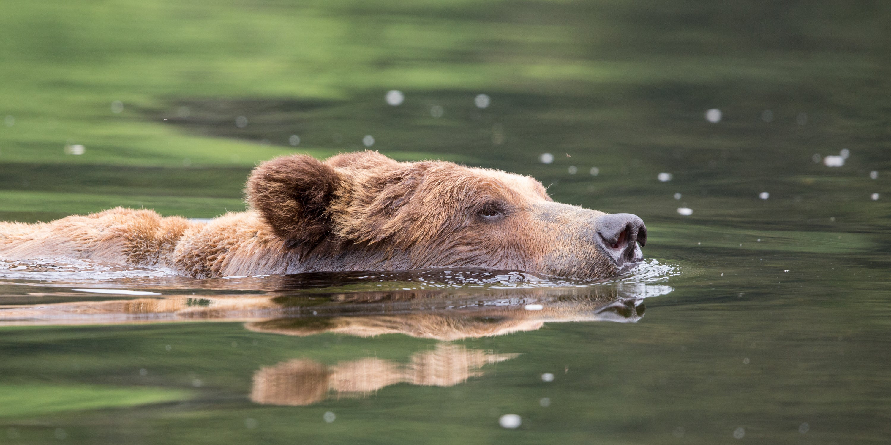 Brown bear swimming in a body of water with a blurred green background