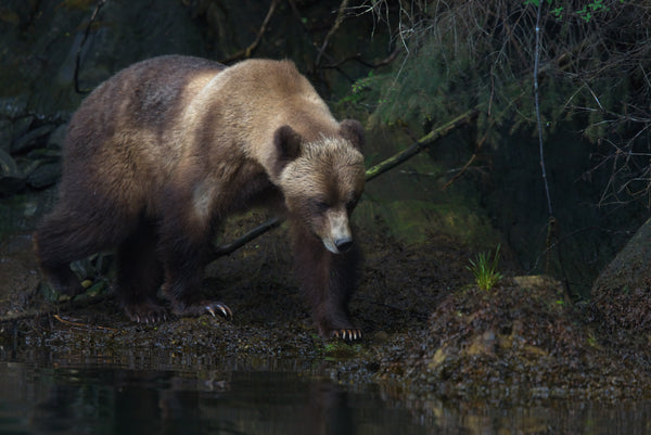 Mystical Forest - Grizzly Bear