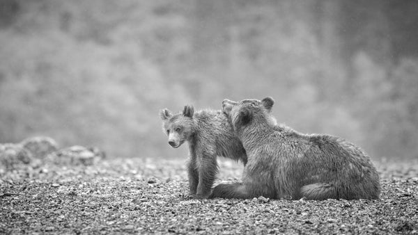 Two bears interacting on a rocky ground with a blurred natural background