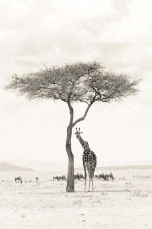 Giraffe standing under a tree in a savanna landscape with distant animals.