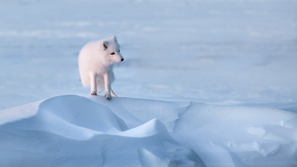 Arctic fox standing on a snow-covered landscape with a clear blue sky.
