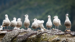 Seagulls standing on a rocky surface with a blurred natural background