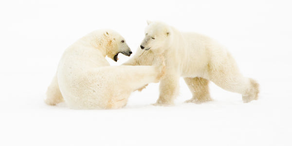 Two polar bears interacting on a white background