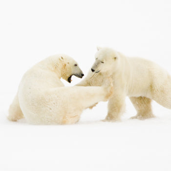 Two polar bears interacting on a snowy surface