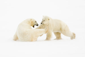 Two polar bears interacting on a white background