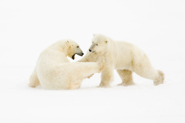 Two polar bears interacting on a white background