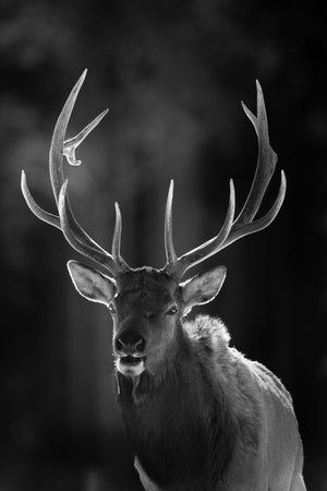Black and white photo of a deer with large antlers against a dark background
