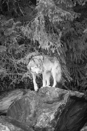 Wolf standing on a rock in a forest at night