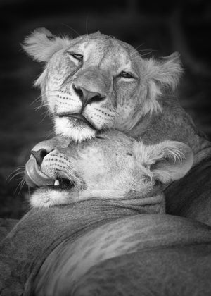 Black and white photo of two lions resting together.