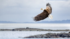 Bald eagle flying over a body of water with rocky shores.