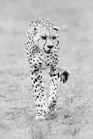 Black and white photo of a cheetah walking on grass