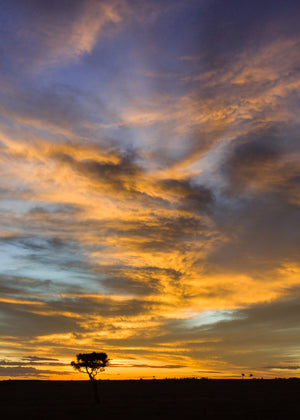 Sunset with a tree silhouette against a colorful sky