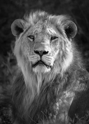 Black and white photo of a lion in a natural setting