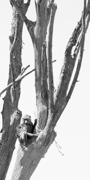 Black and white image of a bird perched on a tree branch