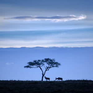 Two antelope standing under a single tree against a blue sky with a large cloud formation.
