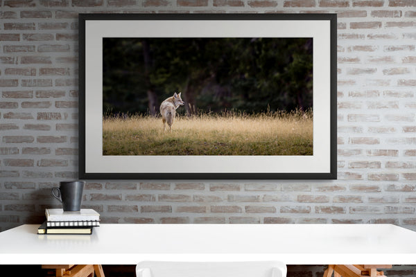 Framed photograph of a wolf in a field on a brick wall.