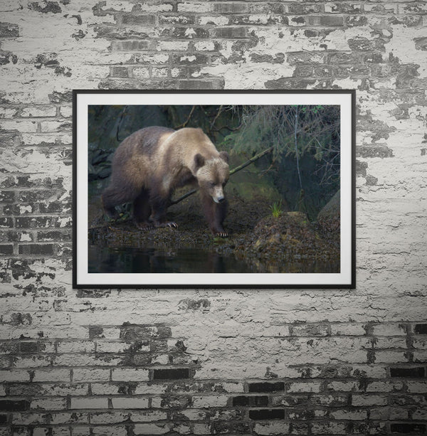Mystical Forest - Grizzly Bear