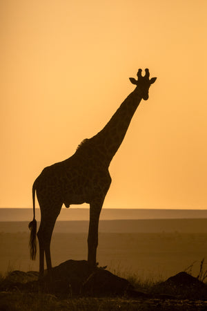 Silhouette of a giraffe against an orange sunset sky