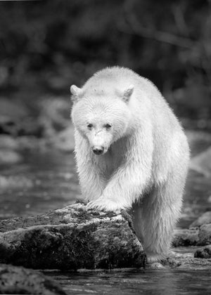 Polar bear standing on a rock in a natural setting