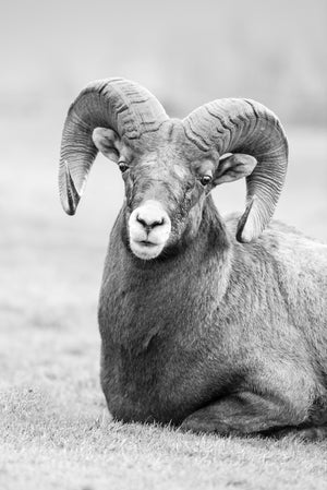 Black and white photo of a large ram with prominent curved horns.
