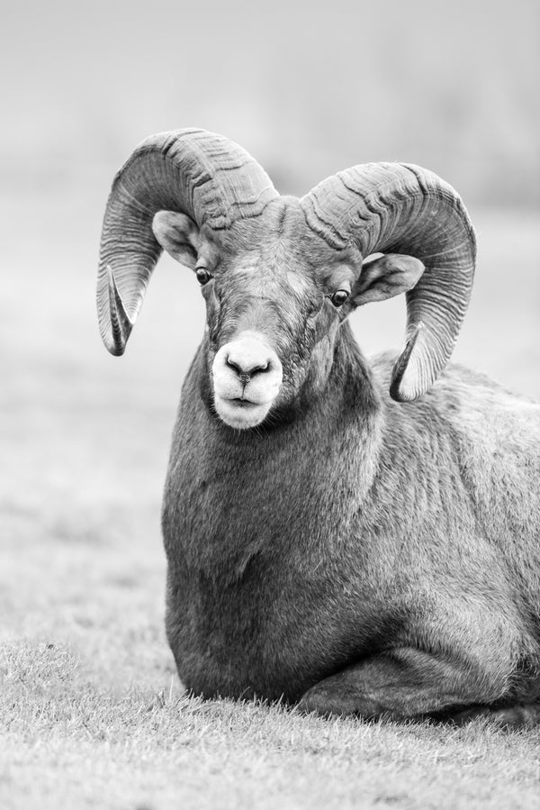 Black and white photo of a large ram with prominent curved horns.
